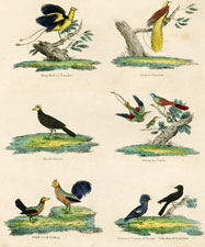 King Bird of Paradise, Bird of Paradise, Black Hocco, Humming Birds, Wild Cock & Hen, Crowned Pigeon of Bandy, Whiskered Jack Daw