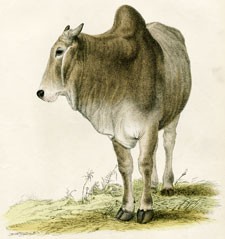 The Brahmin Bull