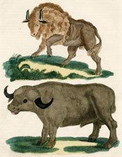 Buffalo, Bison