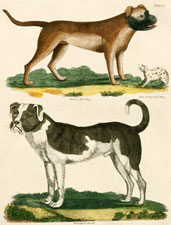 British Bull Dog, American Dog, Old English Mastiff