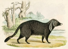 The Civet Cat