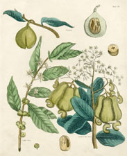 Nutmeg, Coffee Tree, Cashew Nut Tree