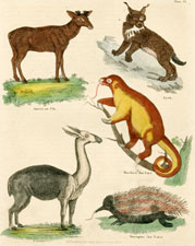 American Elk, Lynx, Two-toed Ant Eater, Guanaeo, Porcupine Ant Eater