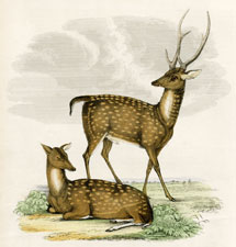 The Ganges Stag