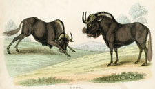 Gnus