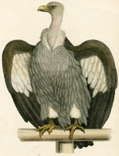 Griffin Vulture