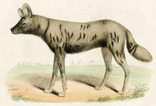 The Tortoise Shell Hyoena, or Hyoena Dog (Hyena)