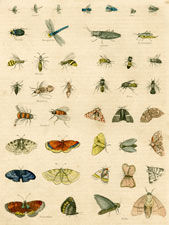 Gnats, Flies, Beetle, Dragon fly, Locust, Grasshopper, Wasps, Hornets, Bees, Drones, Butterflies, Moths