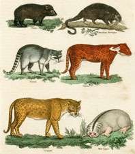 Tanrec, Brazilian Porcupine, Racoon, Jaguar, Leopard, Slow Lemur