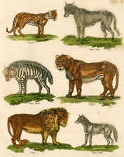 Ocelot, Black Wolf, Striped Hyena, Lioness, Lion, White Wolf