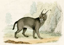 The Caracal or Lynx