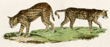 The Ocelots