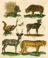 Hystrix, Spotted Hyena, Barbary Squirrel, Nyl-Ghau, Axis, Ounce