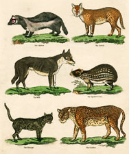 The Glutton, The Serval, The Wolf, The Spotty Cavy, The Margay, The Panther