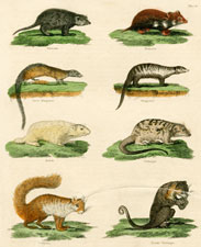 Suricate, Hamster, Great Mangouste, Mangouste [mongoose], Bobak, Phalanger, Coquallin, Female Phallanger