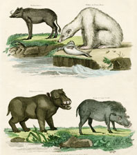 Baburoussa, White or Polar Bear, Hippopotamus, Boar of Cape Verde