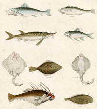 Barbel, Whiting, Sturgeon, Roach, Ray Fish, Flounder, Ray Fish, Sea Devil, Soal [sole]