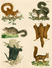 Various Squirrels
