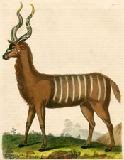 The Striped Antelope