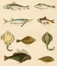 Barbel, Whiting, Sturgeon, Roach, Ray Fish, Flounder, Ray Fish, Sea Devil, Soal [sole]