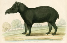 The Tapir