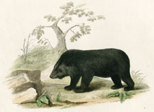 The Thibet [Tibet] Bear