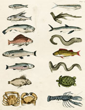 Herring, Dolphin, Flying Fish, Balance Fish, Cod, Shark, Carp, Lamprey, Salmon, Perch, Mullet, Eel, John Doree, Turtle, Crab, Lobster