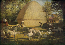 Sheep Shearing