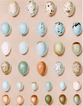 Eggs of Thrushes, Blackbird, Ouzel, Wheatear, Chats, Restarts, Robin, Nightingale