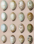 Crow Eggs