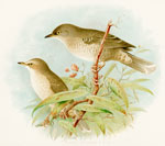 Barred Warbler