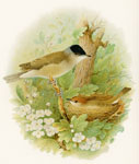 Blackcap