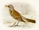 Fieldfare