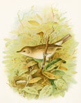 Garden Warbler