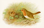 Redbreast