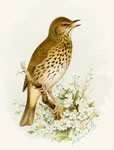 Song Thrush