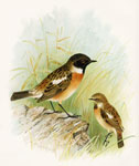 Stonechat