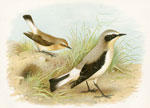 Wheatear