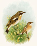 Whinchat