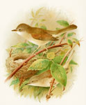 Whitethroat