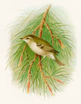 Yellow-browed Warbler