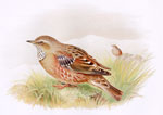 Alpine Accentor