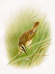 Aquatic Warbler