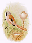 Bearded Reedling