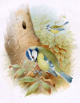 Blue Tit