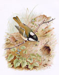 Coal Tit