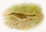 Grasshopper Warbler