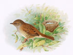 Hedge Sparrow