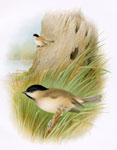 Marsh Tit