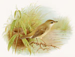 Marsh Warbler